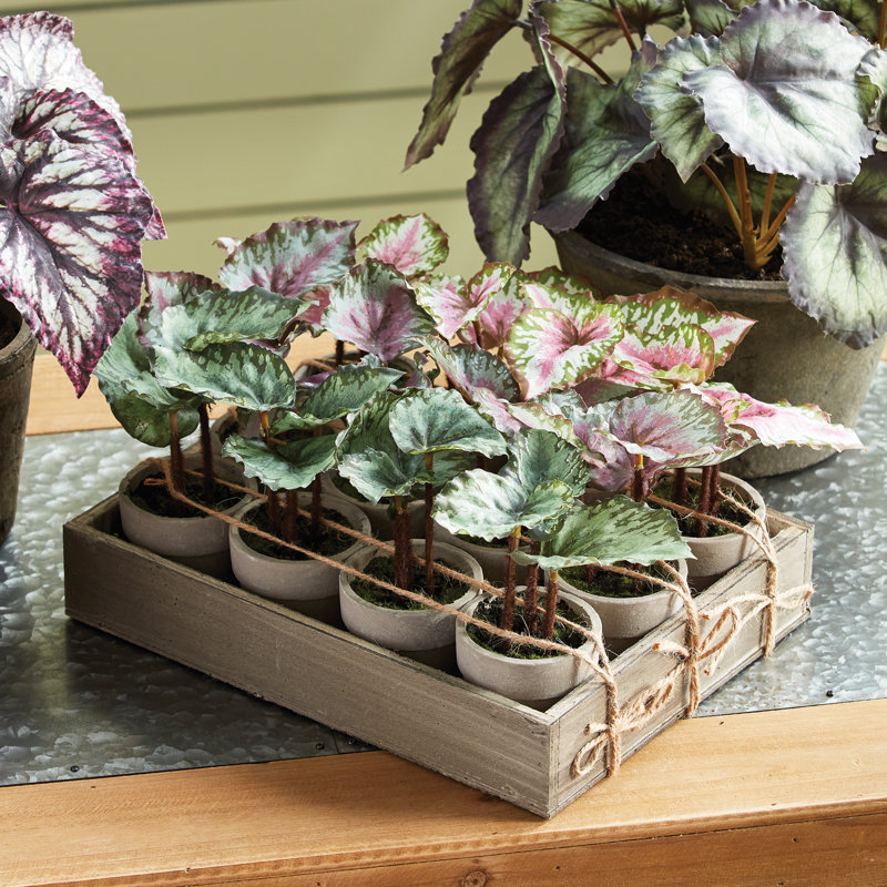 Primrue 12 Piece Artificial Begonias Plant in Pot Wayfair